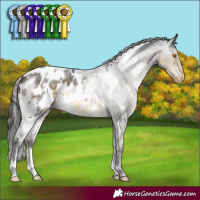 Horse Color:White Spotted Buckskin Roan Mushroom Appaloosa