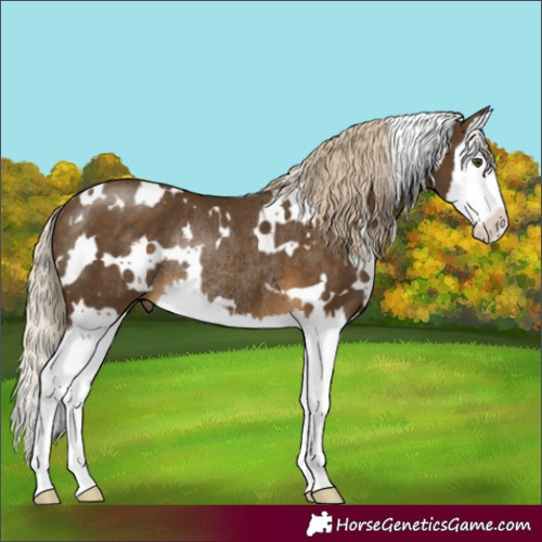 Horse Color:White Spotted Chocolate Palomino Mushroom Splash Rabicano 
