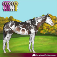 Horse Color:White Spotted Brown Mushroom Sabino Splash 