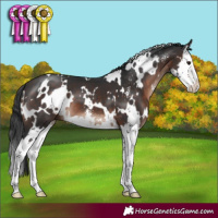 Horse Color:White Spotted Brown Mushroom Sabino Splash 