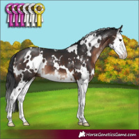 Horse Color:White Spotted Brown Mushroom Sabino Splash