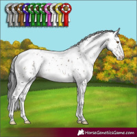 Horse Color:Brown Dun Mushroom Sabino 