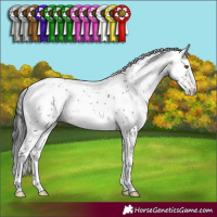 Horse Color:Brown Dun Mushroom Sabino 