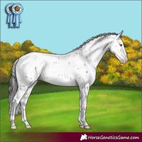 Horse Color:Buckskin Mushroom Sabino Splash