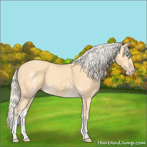 Horse Color:White Spotted Gold Cream Champagne 