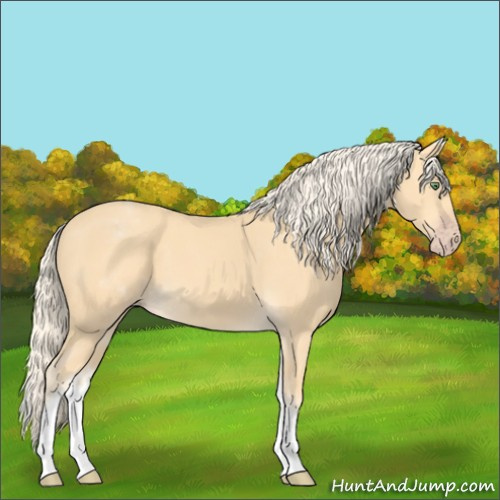 Horse Color:White Spotted Gold Cream Champagne 