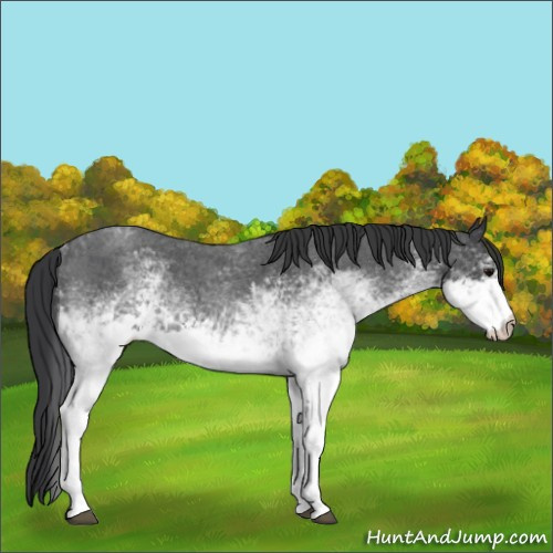 Horse Color:White Spotted Blue Roan 