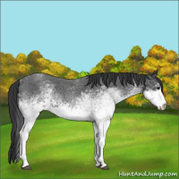Horse Color:White Spotted Blue Roan 