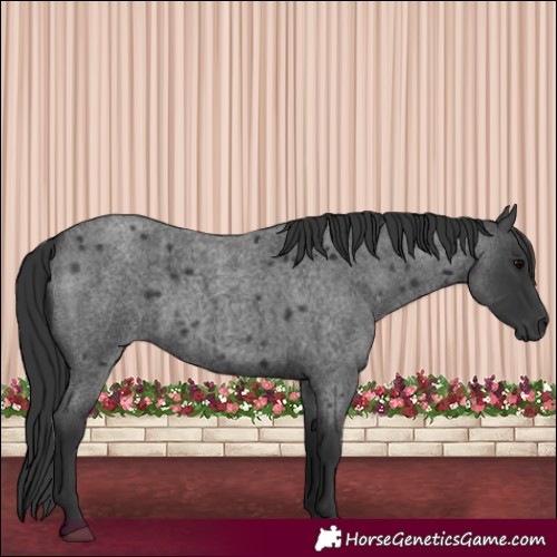 Horse Color:Blue Roan