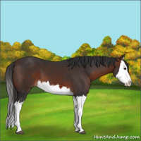 Horse Color:Brown Splash