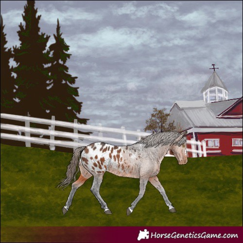 Horse Color:Bay Blanket
