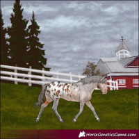 Horse Color:Bay Appaloosa 