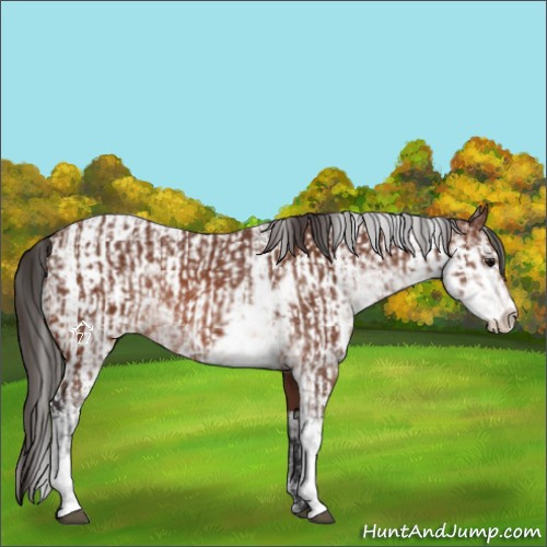 Horse Color:Brown Sabino Rabicano  and Brown Sabino Appaloosa Rabicano 