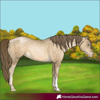 Horse Color:Buckskin Pearl 