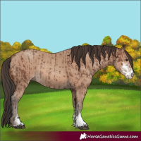 Horse Color:Brown Sabino Rabicano  and Sable Champagne Sabino Rabicano 