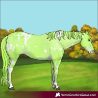 Horse Color:Watercolor White Spotted Liver Chestnut Varnish Rabicano 