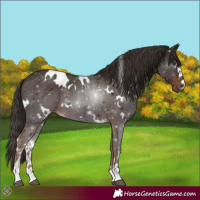Horse Color:White Spotted Liver Chestnut 