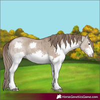 Horse Color:Liver Red Dun Splash Brindle 