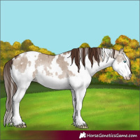 Horse Color:White Spotted Liver Red Dun Splash Rabicano Brindle