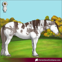 Horse Color:White Spotted Liver Chestnut Splash Rabicano