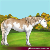 Horse Color:Chocolate Palomino Dun Splash Rabicano Brindle 