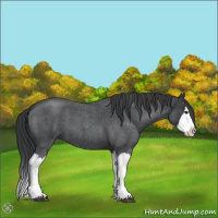 Horse Color:Blue Roan Splash 