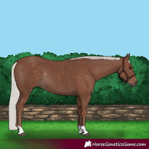 Horse Color:Silver Black Rabicano 