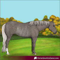 Horse Color:Silver Black Rabicano 