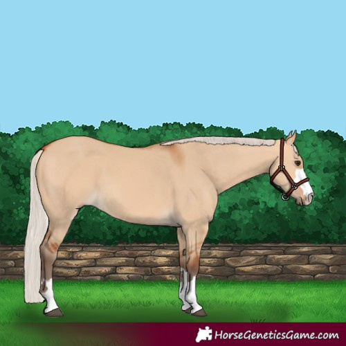 Horse Color:Silver Bay Dun 