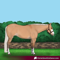Horse Color:Silver Bay Dun 