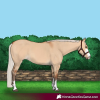 Horse Color:Silver Bay Dun 