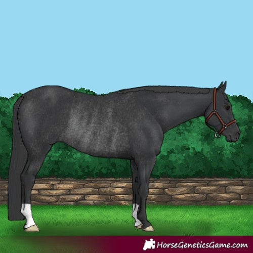 Horse Color:Black Rabicano 
