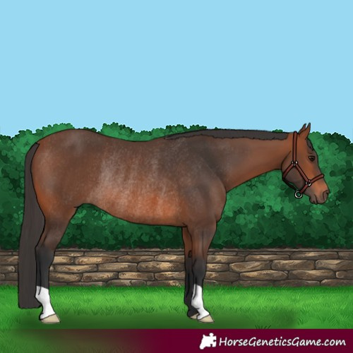 Horse Color:Bay Rabicano 