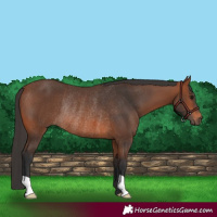 Horse Color:Bay Rabicano 