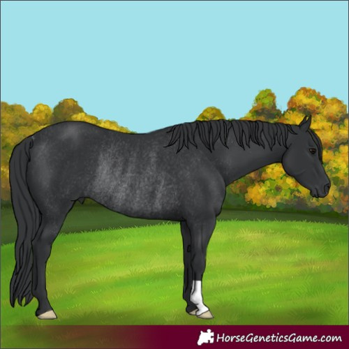 Horse Color:Black Rabicano 