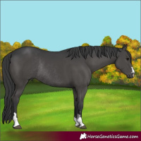 Horse Color:Black Rabicano 