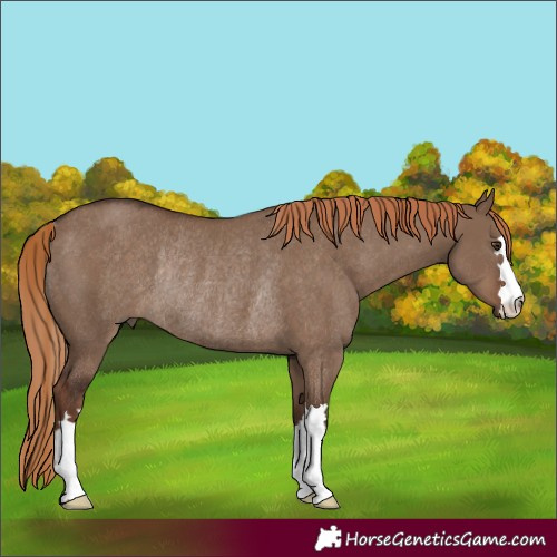 Horse Color:Liver Red Dun Rabicano 