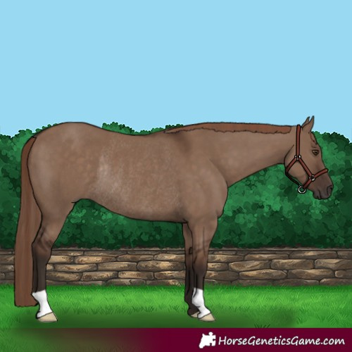 Horse Color:Liver Red Dun Rabicano 