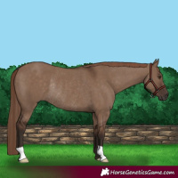 Horse Color:Liver Red Dun Rabicano 