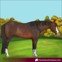 Horse Color:Brown Rabicano 