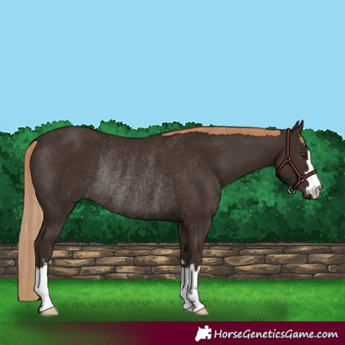 Horse Color:Liver Chestnut Rabicano 