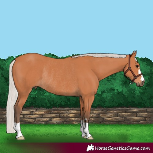 Horse Color:Silver Bay Rabicano 