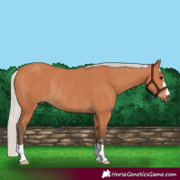 Horse Color:Silver Bay Rabicano