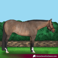 Horse Color:Bay Dun Rabicano 