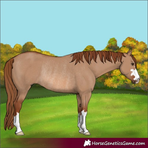 Horse Color:Red Dun Rabicano 