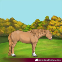 Horse Color:Chestnut 