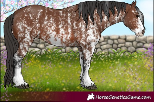 Horse Color:Brown Sabino Rabicano and Brown Sabino