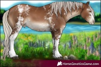 Horse Color:Gray White Spotted Silver Black Pearl