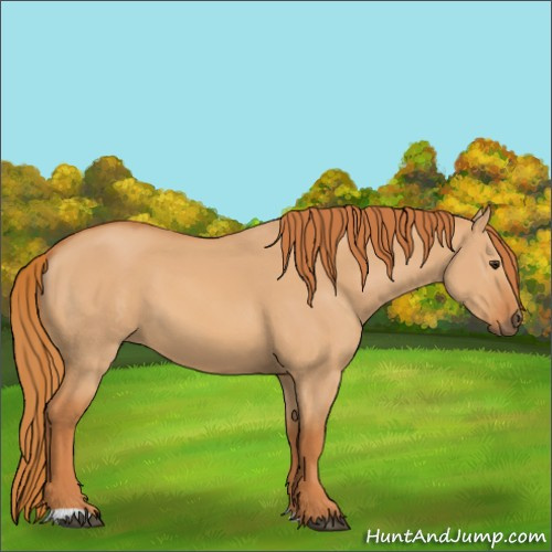 Horse Color:Red Dun 