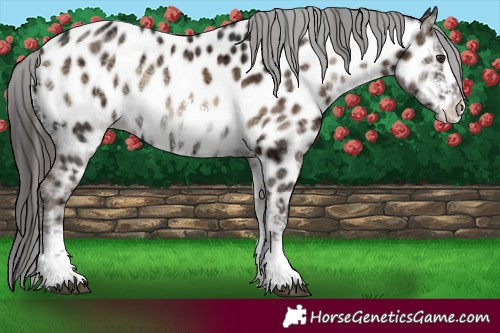 Horse Color:Liver Red Onyx Ice Sabino Appaloosa